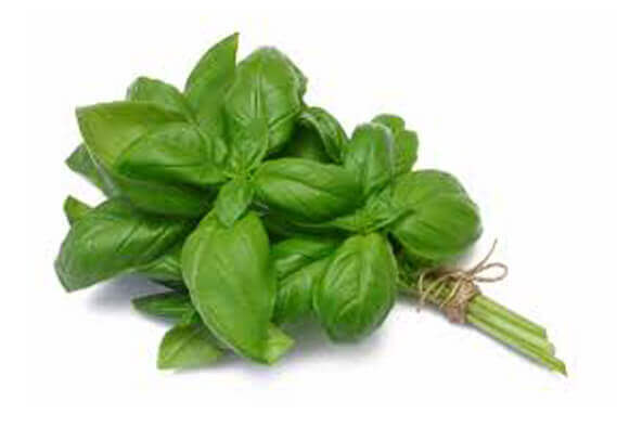 basil Powder Suppliers in India